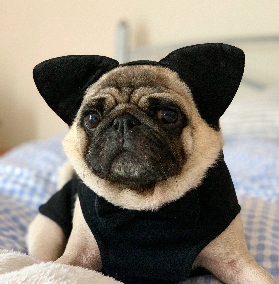 PugBertie's tweet photo. Today is my BIG book signing at @waterstonesguildford @waterstones it’s cold, it’s raining, Mums stuffed me in a blinking cat outfit. I’m buzzing 🙂 can’t wait to seeeeeee all my friends at least and give out some Pupuccinos and prizes 🥳🎃🐾🦇🐱 https://t.co/CnkkmqrmvX