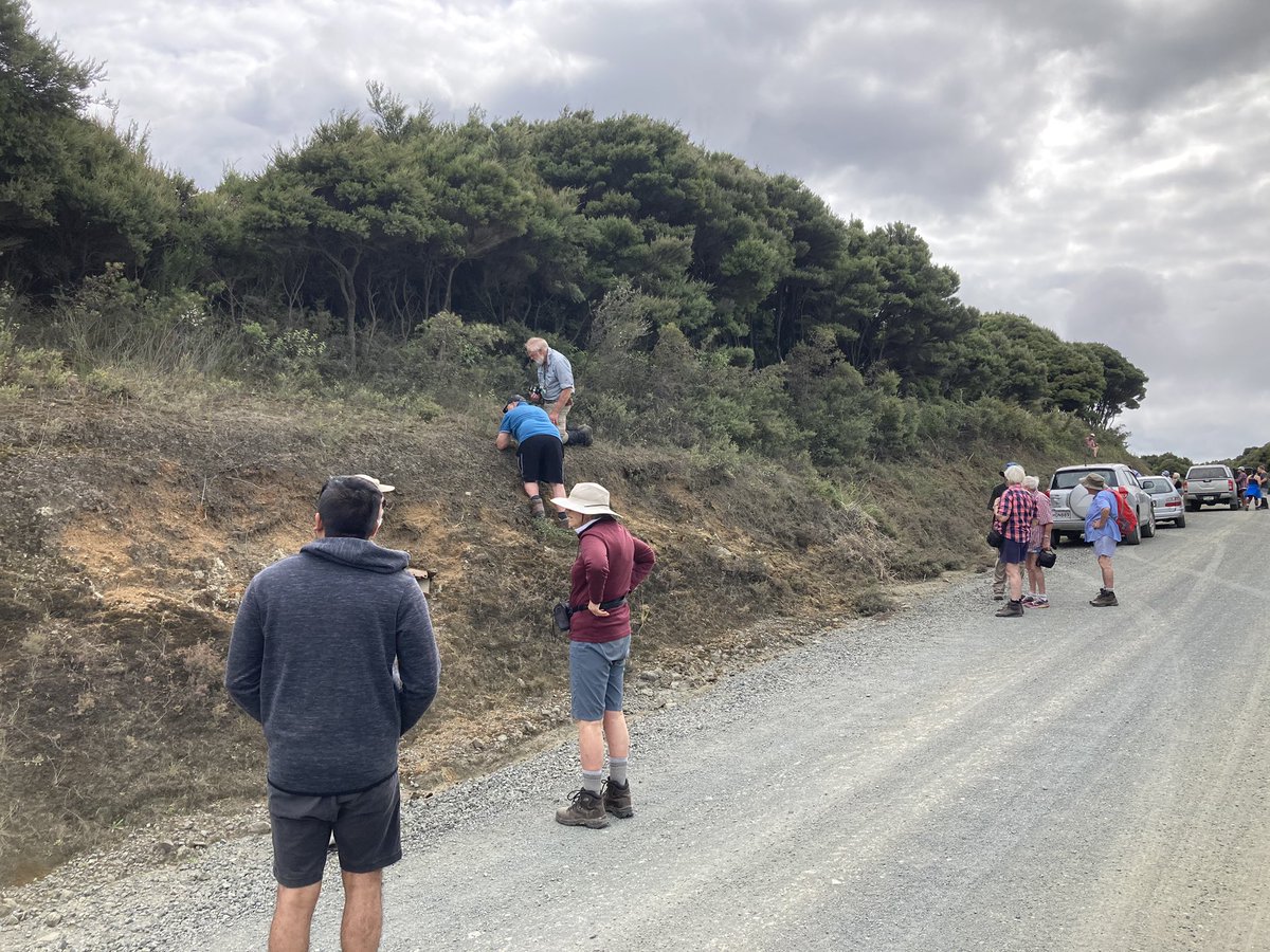 CarlosLehnebach's tweet photo. My first beard #orchid (#Calochilus) & other treasures found along the roadside with NZ Native Orchid Group field trip to #Northland A highlight in my day after spending the morning sorting samples for our #herbarium @Te_Papa & finishing up my talk! #taxonomy #APSF #NZplants #DNA https://t.co/TAH98VFw3y
