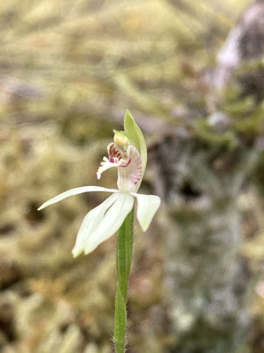 CarlosLehnebach's tweet photo. My first beard #orchid (#Calochilus) & other treasures found along the roadside with NZ Native Orchid Group field trip to #Northland A highlight in my day after spending the morning sorting samples for our #herbarium @Te_Papa & finishing up my talk! #taxonomy #APSF #NZplants #DNA https://t.co/TAH98VFw3y