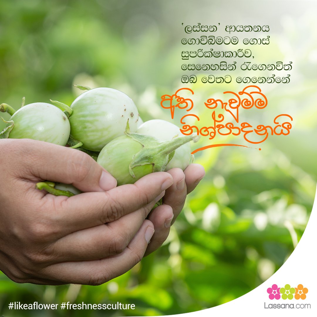 LassanaCom's tweet photo. 'ලස්සන' ආයතනය ගොවිබිමටම ගොස් සුපරීක්ෂාකාරීව, සෙනෙහසින් රැගෙනවිත් ඔබ වෙතට ගෙනෙන්නේ අති නැවුම්ම නිශ්පාදනයි.
#lassana #lassanaflora #lassanaessentials #lassanafruits #lassanavegetables #lassanafreshnessculture #freshnessculture #homedelivery https://t.co/lvD6lDZ8lf