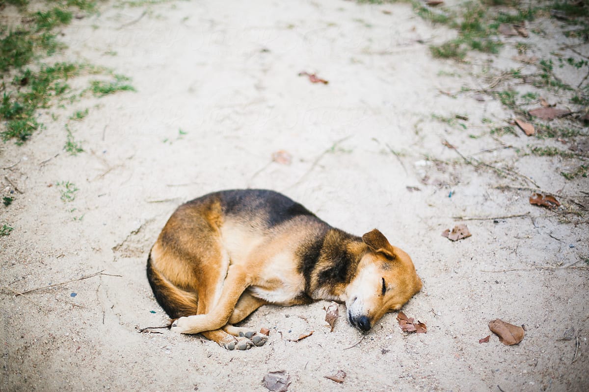 Un viejo perro descuidado, dormido entre montones de estiércol de mula y vaca, levantó las orejas y cabeza a su paso ante el establo. Estaba en tan mal estado que no pudo levantarse pero sí movió la cola.