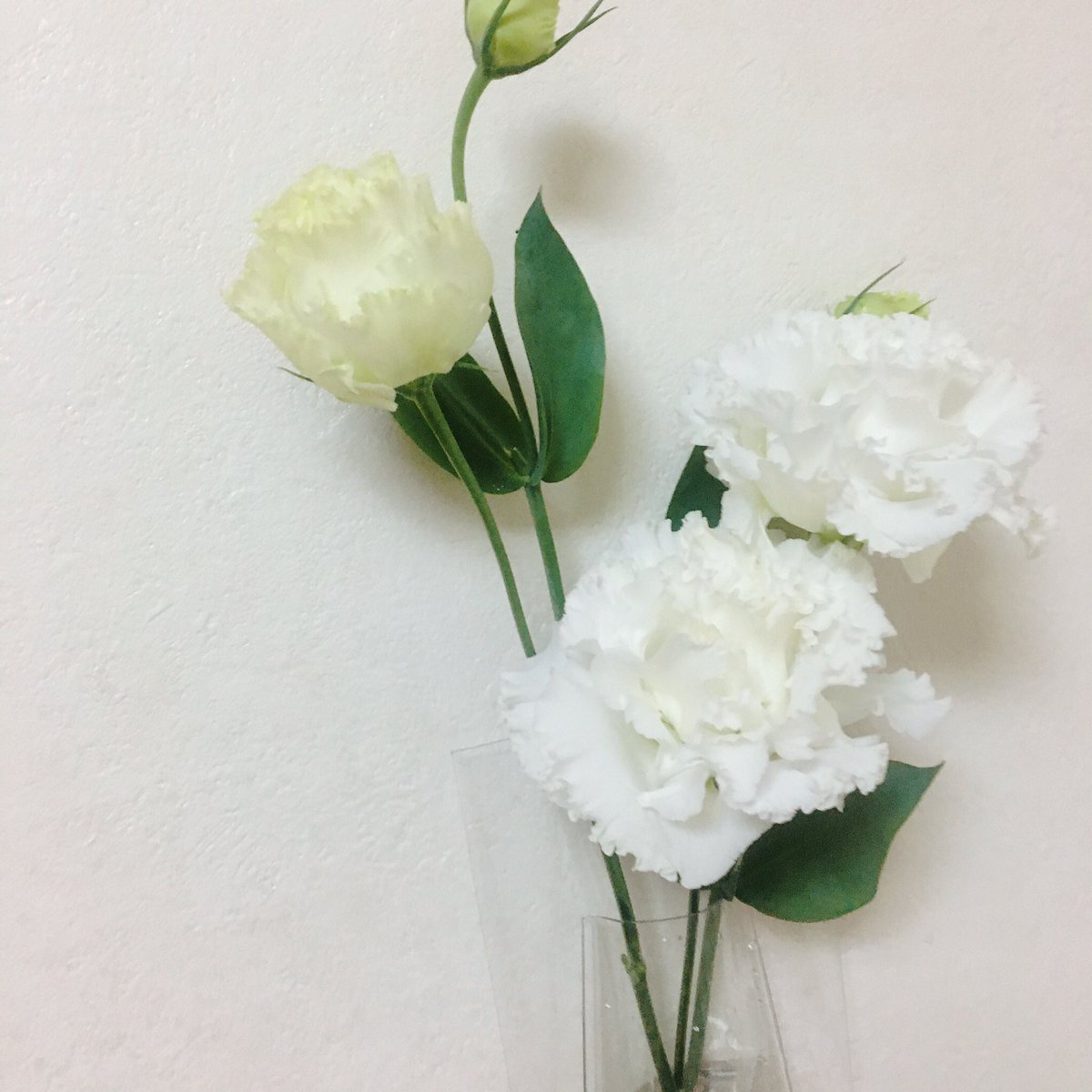 綺麗な花