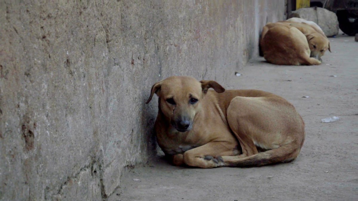 Собаку съел откуда. Бездомные животные. Бездомные собаки. Голодные бездомные животные. Бездомная истощенная собака.