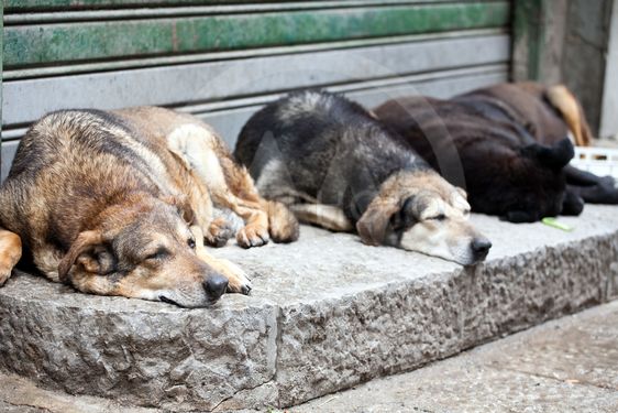 No pudo contener sin embargo las lágrimas que disimuló preguntó a quien lo guiaba si aquel perro de aspecto tan noble era tan bueno como parecía o uno de esos perros que se acercaban a palacio a mendigar.