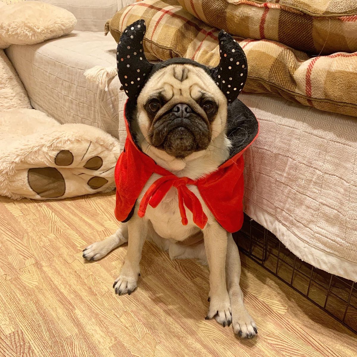 ral_aki's tweet photo. 🎃Happy Halloween🧛‍♂️
毎年恒例のコスプレなのですが、年々自分のものにしている気がするアキ・オ・ランタンとラルキュラデビルです。 https://t.co/7jXwhsCzCG