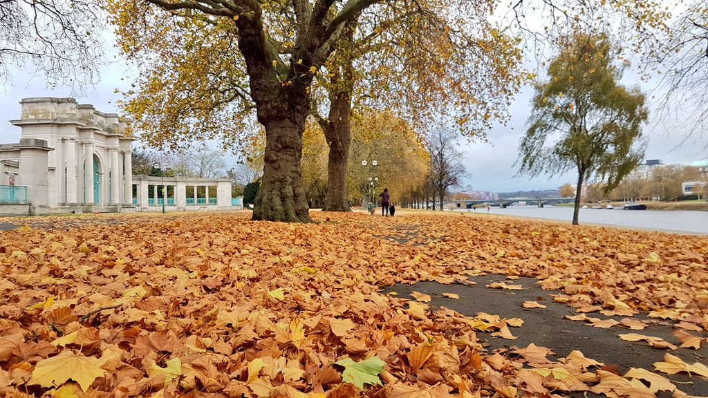tomwebdev's tweet image. Early morning autumnal run 😍