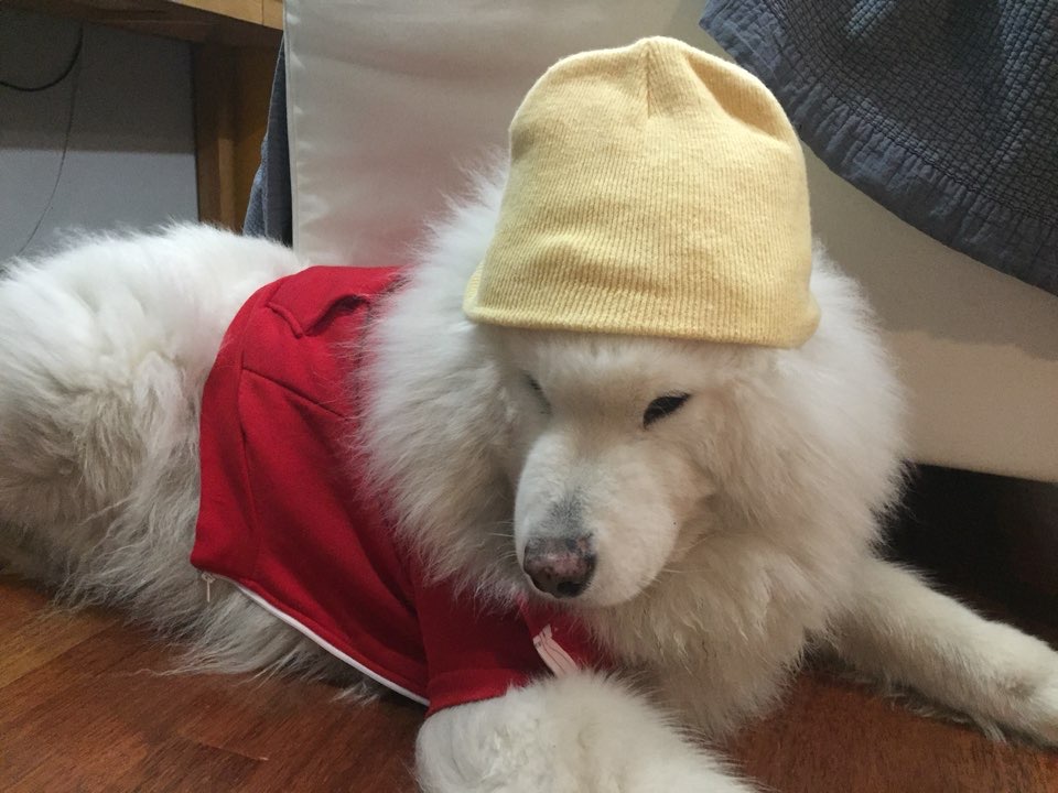 2017: paul giamatti as bojack horseman and todd