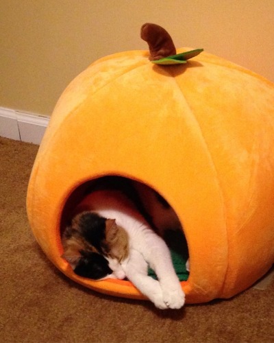 Never use make-up/hair dyes on your pets as they can be toxic/irritate skin/eyes/nose &amp; potentially change behaviour of humans/other pets towards them. Beware funny noises that may scare pets &amp; always provide quiet safe place with treats for them to destress. #HalloweenPetDangers