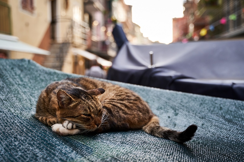 Non solo muri a secco, ulivi, scale, vigna, santuari e colori pastello, anche i gatti sono anima delle Cinque Terre.

Grazie Felix per aver condiviso questo scatto noi utilizzando l'hashtag #VisitCinqueTerre 😊