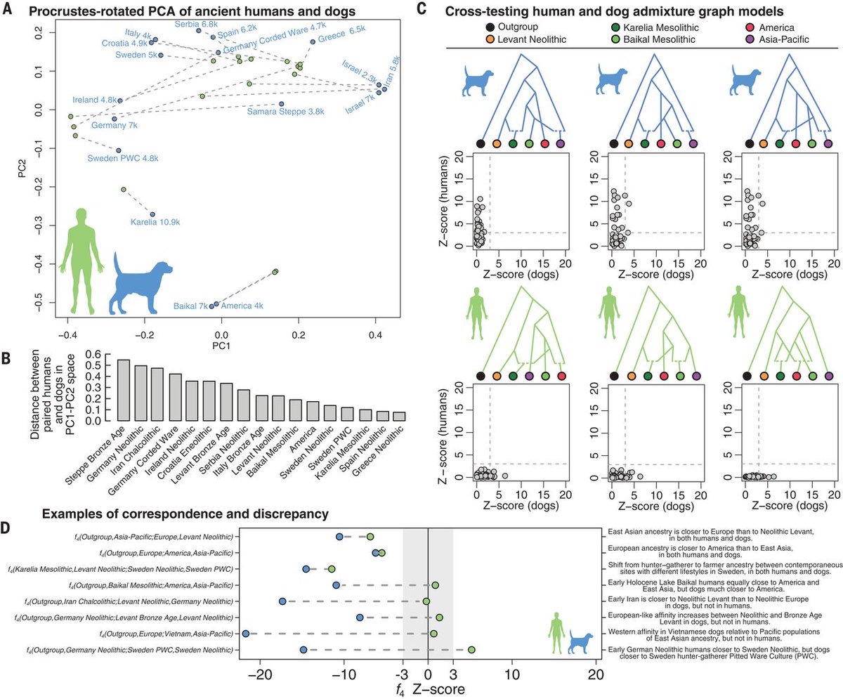 El nuevo estudio demuestra que las relaciones genéticas entre poblaciones humanas de aquella época coinciden en gran medida con las de los perros sugiriendo que se movieron juntos por Eurasia y América.