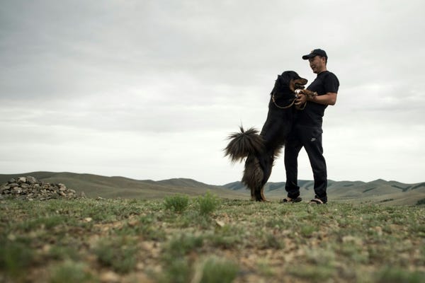 Estos resultados apoyan la idea de que los perros son un grupo monofilético, con un solo origen a partir de una población de lobos extinta de la que ya no quedan representantes.