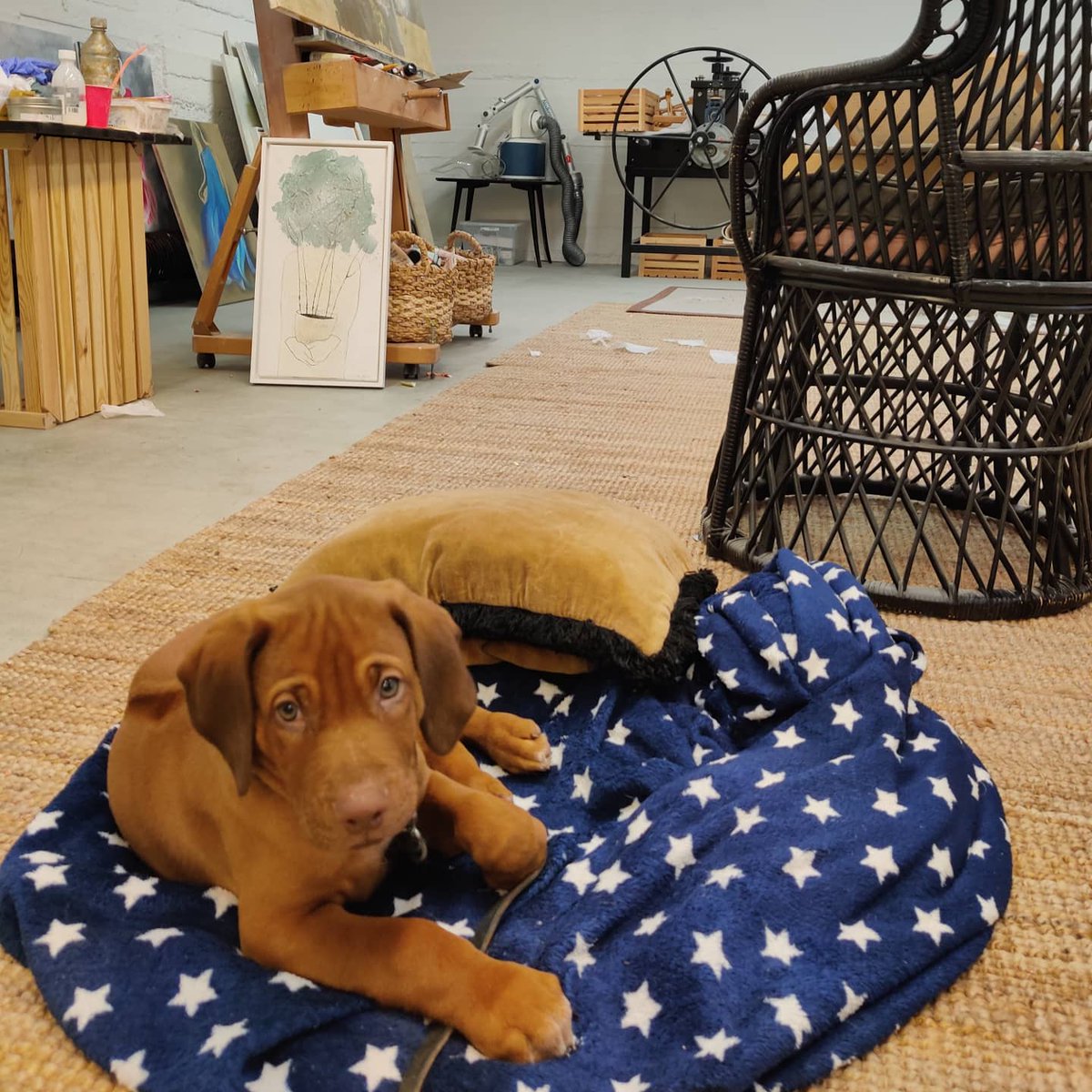 piafeinik's tweet photo. Pärre Härregyyd duunissa hommissa!
Söpöilyviikonloppua teille kaikille ❤️
#rhodesiankoira #muusa #työkaveri #rhodesianridgeback #koiranelämää #kuvataiteilija #kuvataiteilijantyö #ilovemyjob #ilovemywork #duunissahommissa #pärrehärregyyd #pärre #koiraihminen #ateljee #pyynikki https://t.co/LAfiTxQhJs