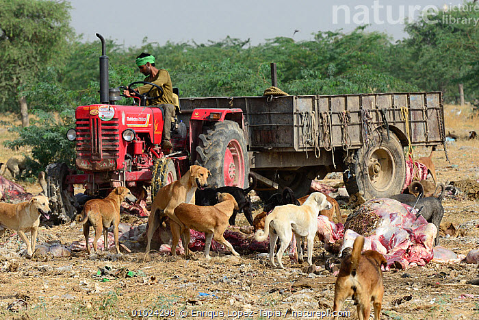 Las poblaciones humanas crecieron y se expandieron, hubo grandes movimientos desde los centros de domesticación y eso supuso un movimiento de perros que se puede rastrear en el ADN.