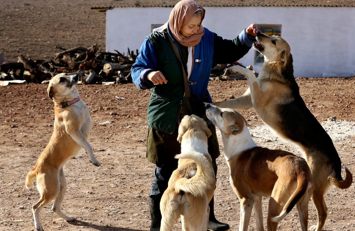 En Irán la historia fue algo distinta. Las poblaciones humanas no sufrieron los cambios observados en Europa, sus poblaciones adoptaron las técnicas agrícolas que llegaban desde Levante y también sus perros.