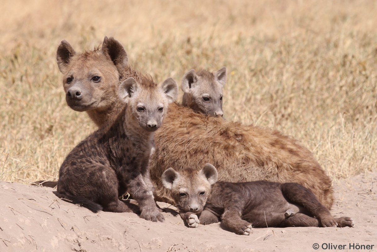 HyenaProject's tweet photo. 📢 JUST CONFIRMED: #hyena triplets survive to independence 📢

This is very rare - in 25yrs + 1287 litters this is only the 4th triplet litter that made it! 💪

Why so rare? Because hyena moms only rarely have triplets, only have 2 functioning teats - hyena cubs are HUNGRY 😬! https://t.co/38iDJ0lteq