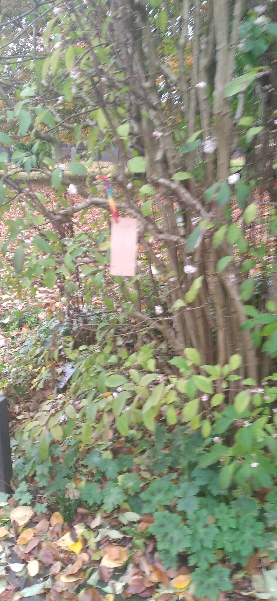 Day9 :: Go  Had to GO on a tree people hanging around the gates (Image 2)