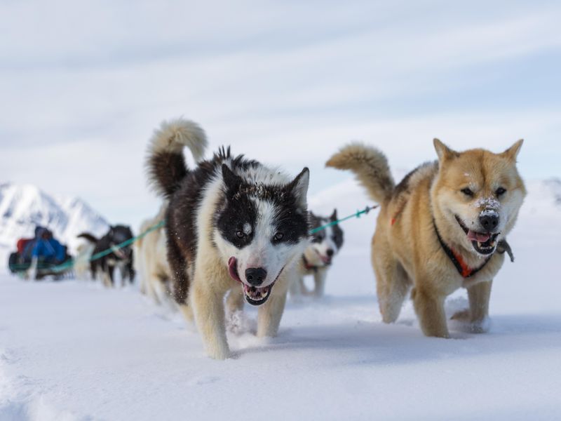 En en ártico personas y perros presentan adaptaciones genéticas al metabolismo de los ácidos grasos, en un lugar donde humanos y perros se ven obligados ha llevar una dieta rica en grasas.