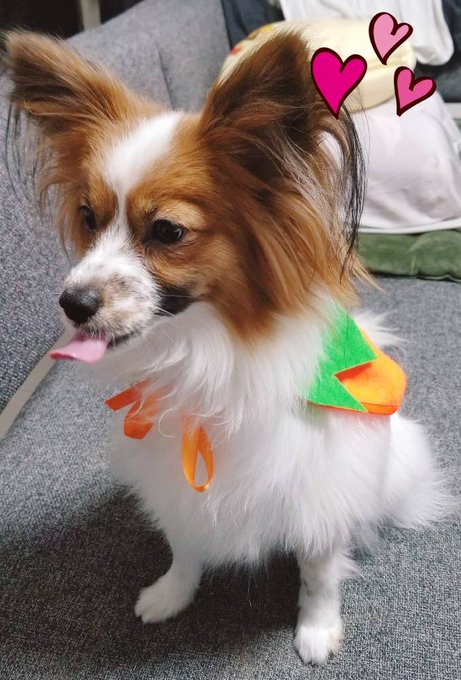 ハッピーハロ犬 