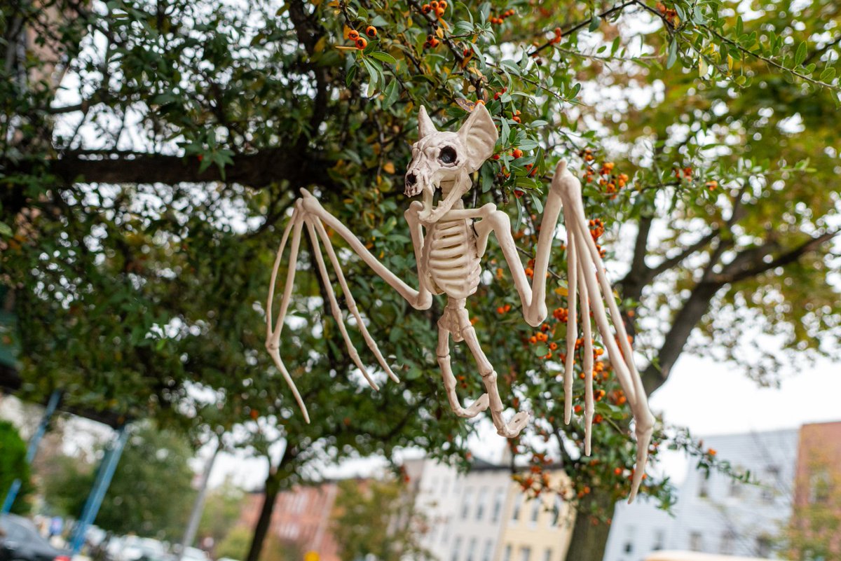 thoth1618's tweet photo. #batskeleton #halloween #halloween2020 #bk #ny #nyc #brooklyn #newyork #newyorkcity #clintonhill #bat #skeleton #decoration #autumn #fall #tree
Michael shared a photo with you from the Flickr app! Check it out:
https://t.co/9BX6DvcZnP https://t.co/17aqHk2EaF