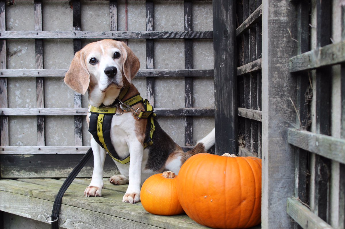 DT_Newbury's tweet photo. Our last #halloweenhound hoping to cast a spell on you is the magical Lillie Beagle 🔮

Lillie has plenty of tricks up her sleeves and is hoping she can find new owners so she can show them off!

**Please visit our website to read Lillie’s full bio**

#pumpkinposing #beagle https://t.co/BCXFNaULZt