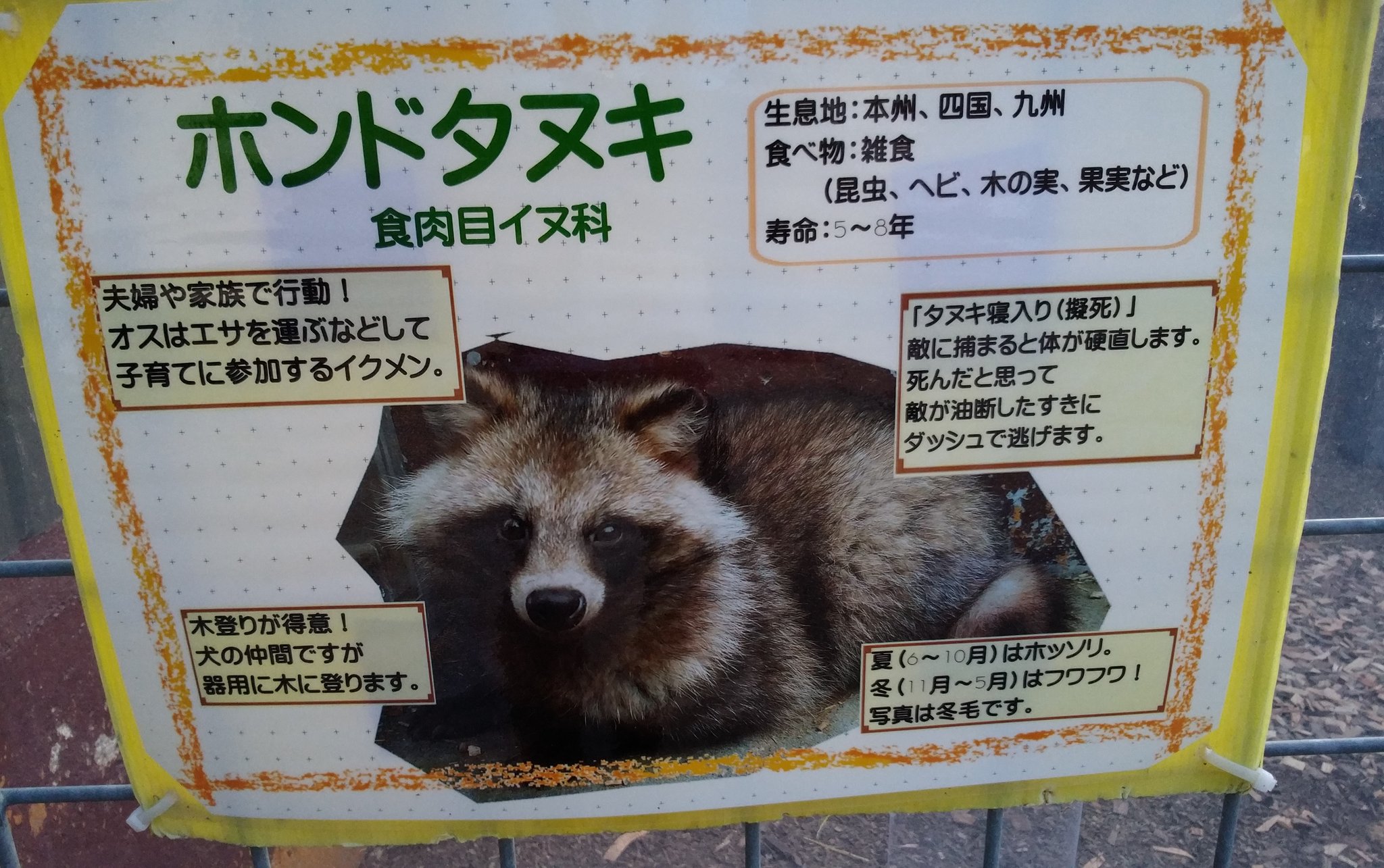 たぬきうどんランド しろとり動物園が大幅リニューアル 狸舎の広さも6倍近くに そして無料から有料にレベルアップ タヌキさんも3頭から８頭に増えていましたぬ W しろとり動物園 T Co A6u5bmv7lj Twitter