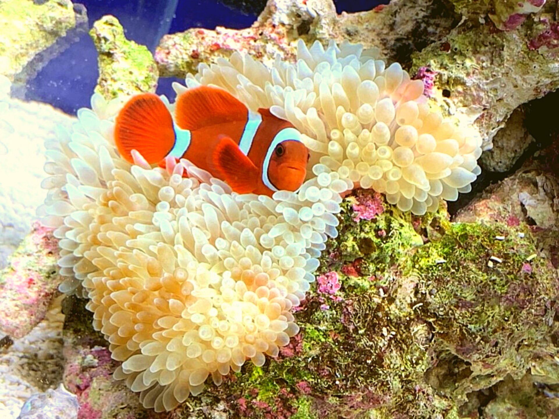 楽々アクア クマノミはイソギンチャクがあるとずっとモフモフしててかわいい この子は餌の時しかイソギンチャクから出てこないですが 笑 アクアリウム 海水水槽 クマノミ スパインチークアネモネフィッシュ イソギンチャク 日々アクアリウム