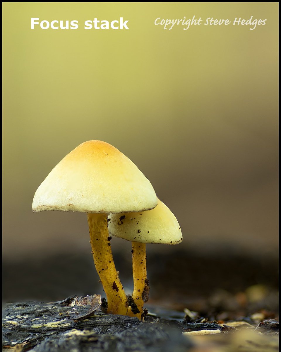 stevehedges7's tweet photo. Just added a new video to my YouTube channel about macro photography. To view the video just head over to YouTube and search for Steve Hedge Photography.#macrophotography #closeupphotography #fungi https://t.co/WwKFz0SSJC