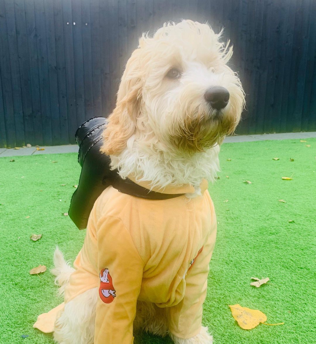 hayley_vaughan's tweet photo. Halloween 🎃 👻 #cockapoosofinstagram #dogsofinstagram #halloween #dogsonhalloween #teddybear #ghostbusters #doodlesofinstagram #dogshalloween #dogsofliverpool https://t.co/pWsSWD0JZy