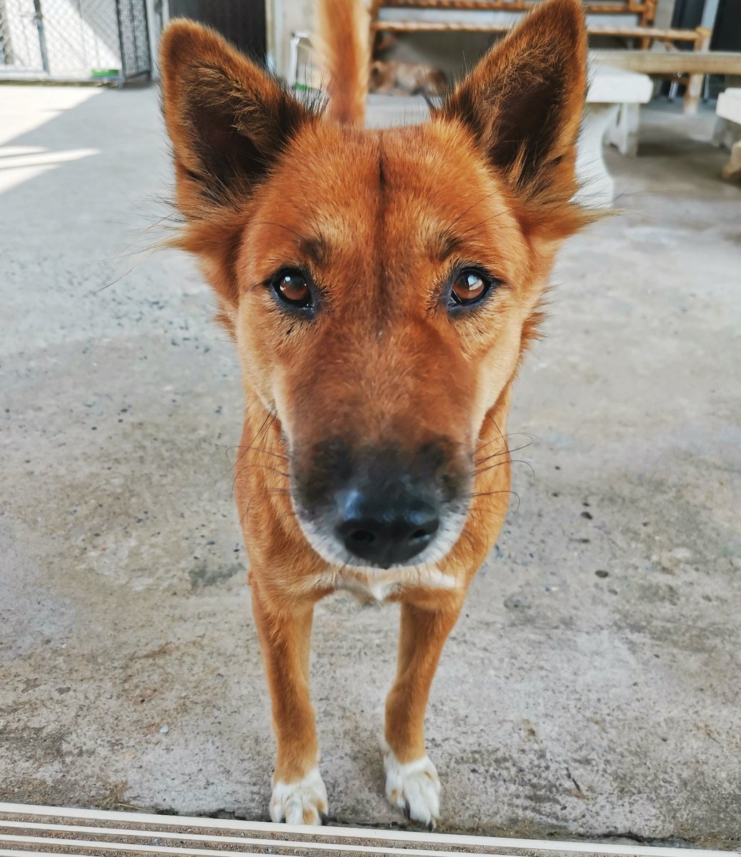 mad4soidogs's tweet photo. Miss Annie
I found love in a hopeless place
#lovemydog #lovemydogs #soidogs #dogstagram #soidog #dogsofinsta #dog #DogsofTwittter #thailand #streetdog #streetdogs #adoptdontshop #doggyheaven #rescuedogsofinstagram #rescuedogs #rescuedog #spayandneuter #spayed #kindness #cutedogs https://t.co/D5C41OHiuE
