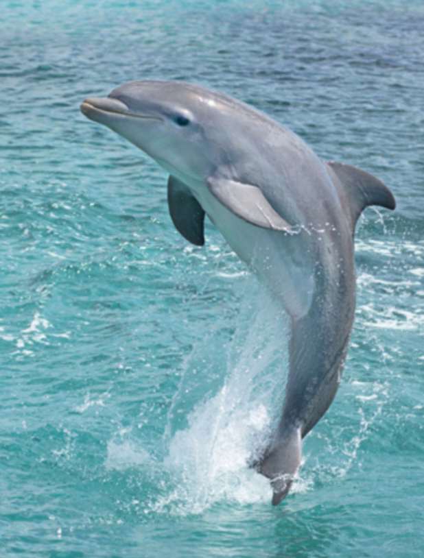 Chinese words are fascinating because each character is a discrete morpheme. Animal names tend to be pretty literal descriptions:owl: “eagle with cat head" 猫头鹰kangaroo: “mouse with a pouch” 袋鼠dolphin: “pig swimming in sea” 海豚sloth: "lazy animal hanging in tree" 树懒