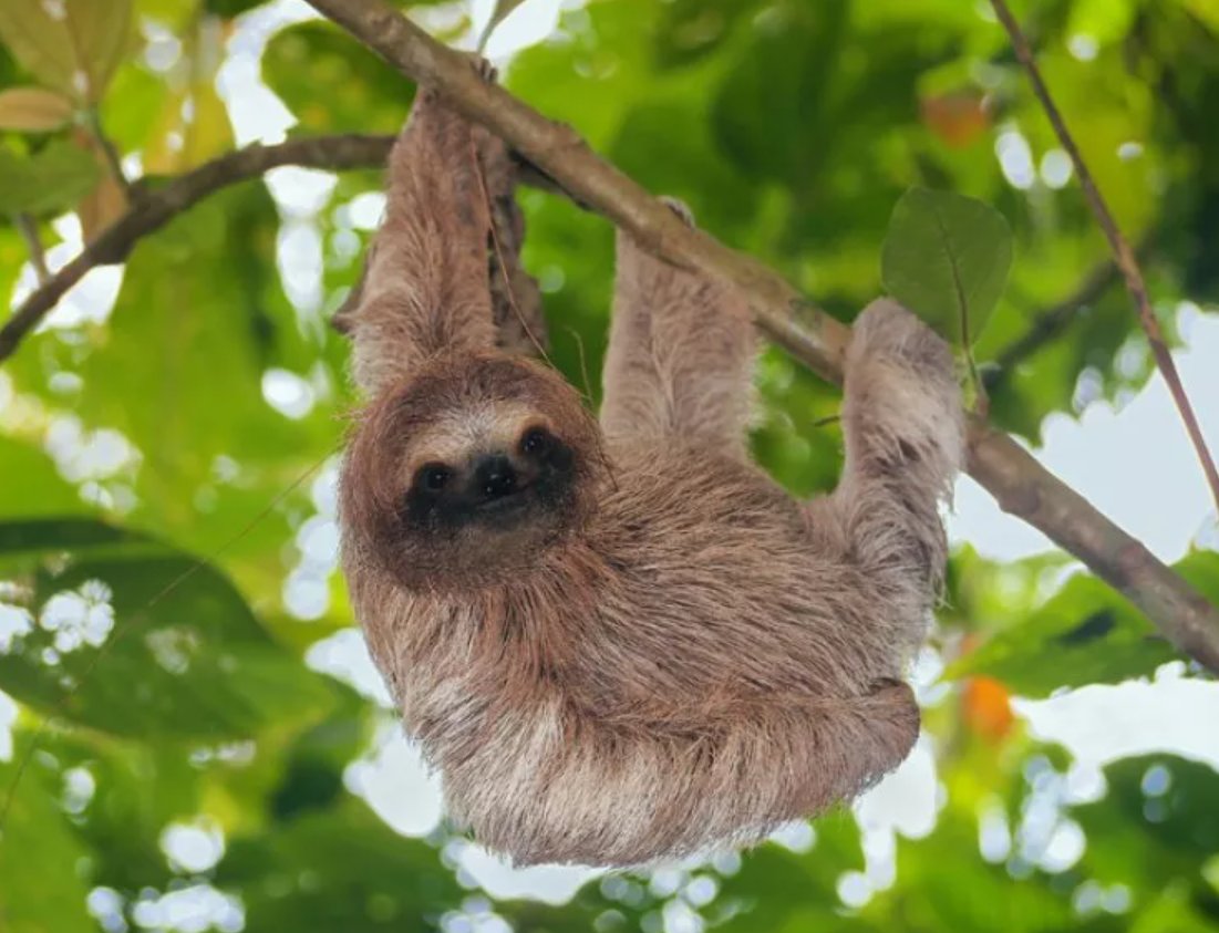 Chinese words are fascinating because each character is a discrete morpheme. Animal names tend to be pretty literal descriptions:owl: “eagle with cat head" 猫头鹰kangaroo: “mouse with a pouch” 袋鼠dolphin: “pig swimming in sea” 海豚sloth: "lazy animal hanging in tree" 树懒