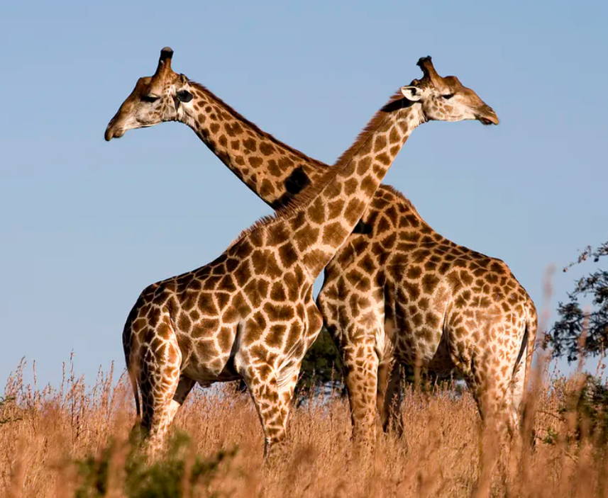 Some Chinese words “just make sense.”To take my 4-year-old son’s favorite animal as an example, I’ve always found it fascinating that “giraffe” in Chinese is “deer with a long neck” 长颈鹿.His 2nd-favorite animal: "zebra" is "horse with stripes" 斑马.Quick thread