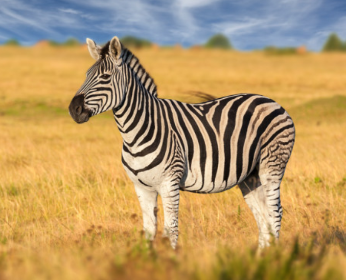 Some Chinese words “just make sense.”To take my 4-year-old son’s favorite animal as an example, I’ve always found it fascinating that “giraffe” in Chinese is “deer with a long neck” 长颈鹿.His 2nd-favorite animal: "zebra" is "horse with stripes" 斑马.Quick thread