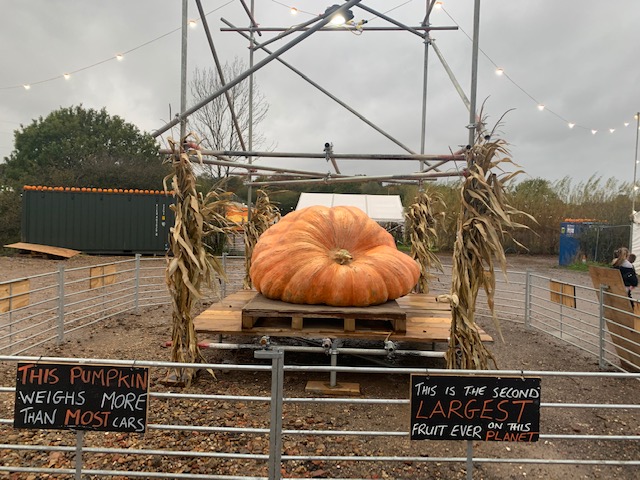BBC Radio Solent (@bbcradiosolent) on Twitter photo 'I was struggling with the mouth and teeth and then all of a sudden I saw a mask on my desk'
Ian Nelson from <a href="/The_Sunnyfields/">Sunnyfields</a> farm in Totton spoke to <a href="/LucyAmbache/">Lucy Ambache</a> about their masked pumpkin and the recognition from around the world 🎃
Listen back⬇️
bbc.in/31Xrugu 'I was struggling with the mouth and teeth and then all of a sudden I saw a mask on my desk'
Ian Nelson from <a href="/The_Sunnyfields/">Sunnyfields</a> farm in Totton spoke to <a href="/LucyAmbache/">Lucy Ambache</a> about their masked pumpkin and the recognition from around the world 🎃
Listen back⬇️
bbc.in/31Xrugu