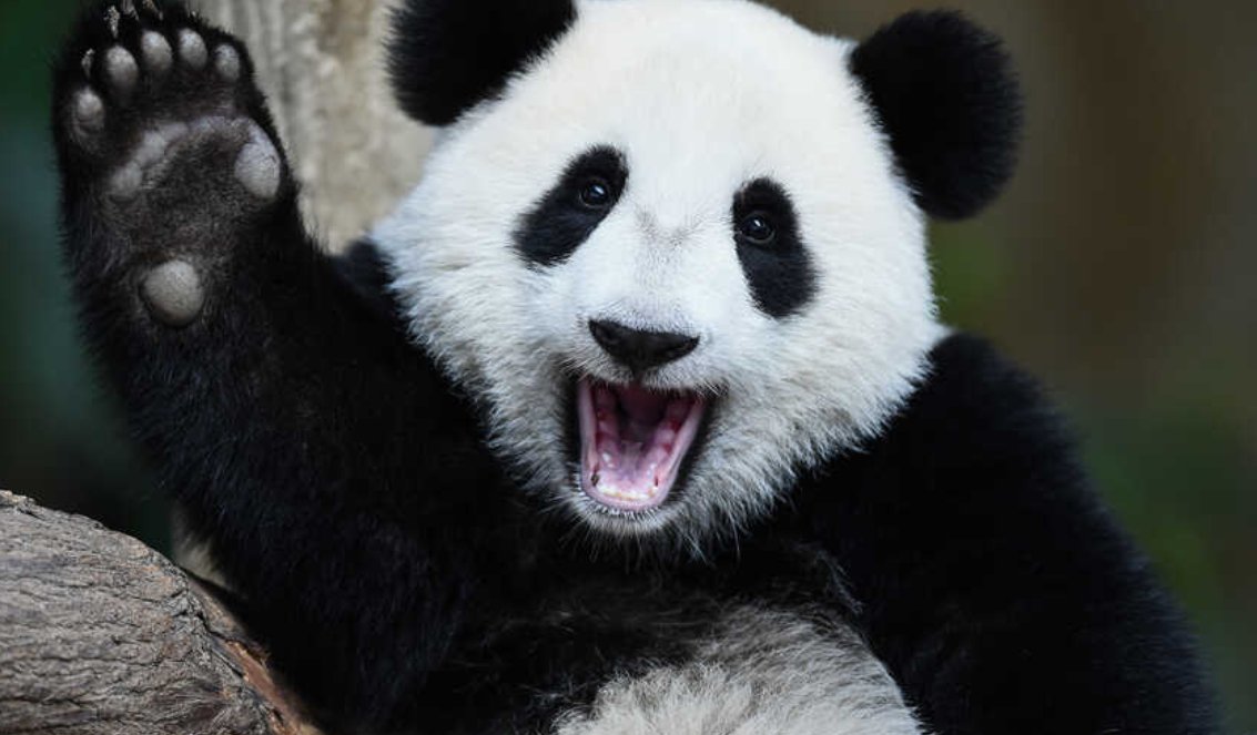 Our son loves analyzing the individual characters for animals. 4 more favorites:panda: “bear cat” 熊猫raccoon: "washing bear" 浣熊hippopotamus: “river horse” 河马lobster: “dragon shrimp” 龙虾Note: "raccoon" & "hippo" have the same etymology in many other languages.