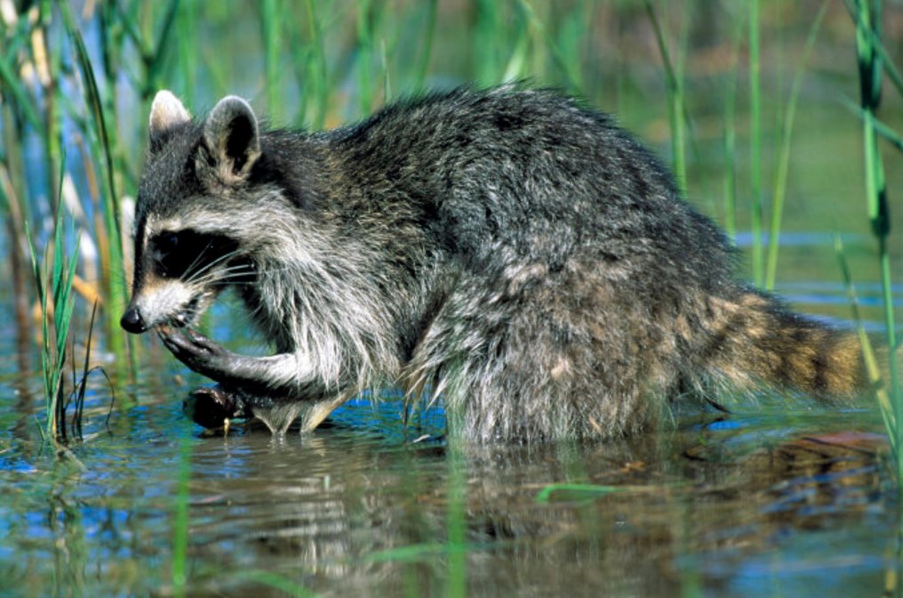 Our son loves analyzing the individual characters for animals. 4 more favorites:panda: “bear cat” 熊猫raccoon: "washing bear" 浣熊hippopotamus: “river horse” 河马lobster: “dragon shrimp” 龙虾Note: "raccoon" & "hippo" have the same etymology in many other languages.