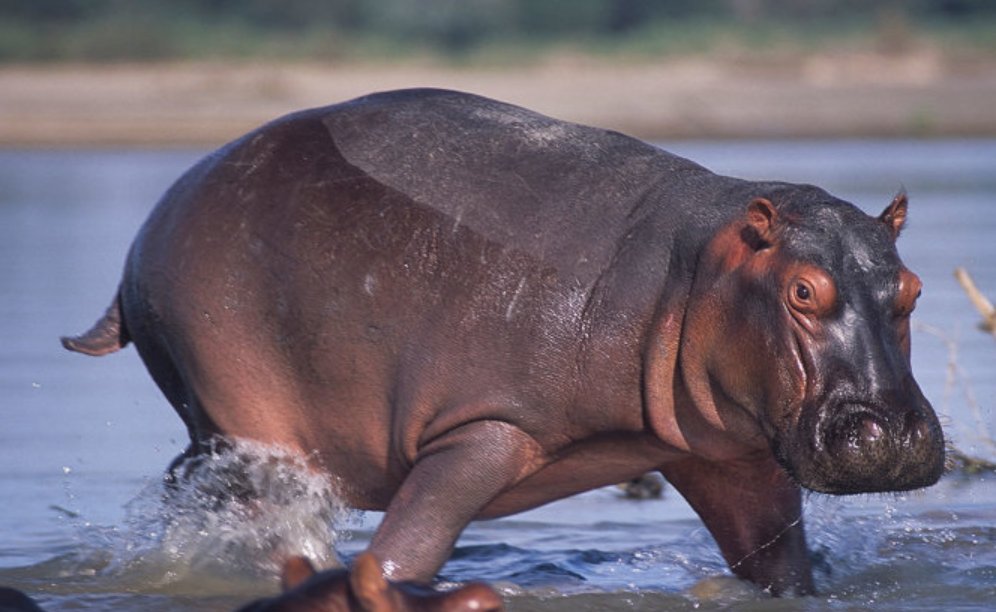 Our son loves analyzing the individual characters for animals. 4 more favorites:panda: “bear cat” 熊猫raccoon: "washing bear" 浣熊hippopotamus: “river horse” 河马lobster: “dragon shrimp” 龙虾Note: "raccoon" & "hippo" have the same etymology in many other languages.