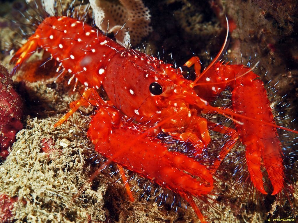 Our son loves analyzing the individual characters for animals. 4 more favorites:panda: “bear cat” 熊猫raccoon: "washing bear" 浣熊hippopotamus: “river horse” 河马lobster: “dragon shrimp” 龙虾Note: "raccoon" & "hippo" have the same etymology in many other languages.