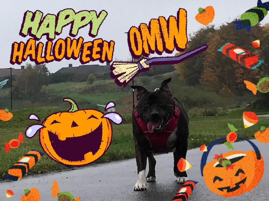Happy Howl-O-Ween pupsters love from Ellie #staffiesaturday #StaySafe #dogsoftwitter #Sheffieldissuper #adoptdontshop #dogs #Halloween #Halloween2020 🐶🎃👻