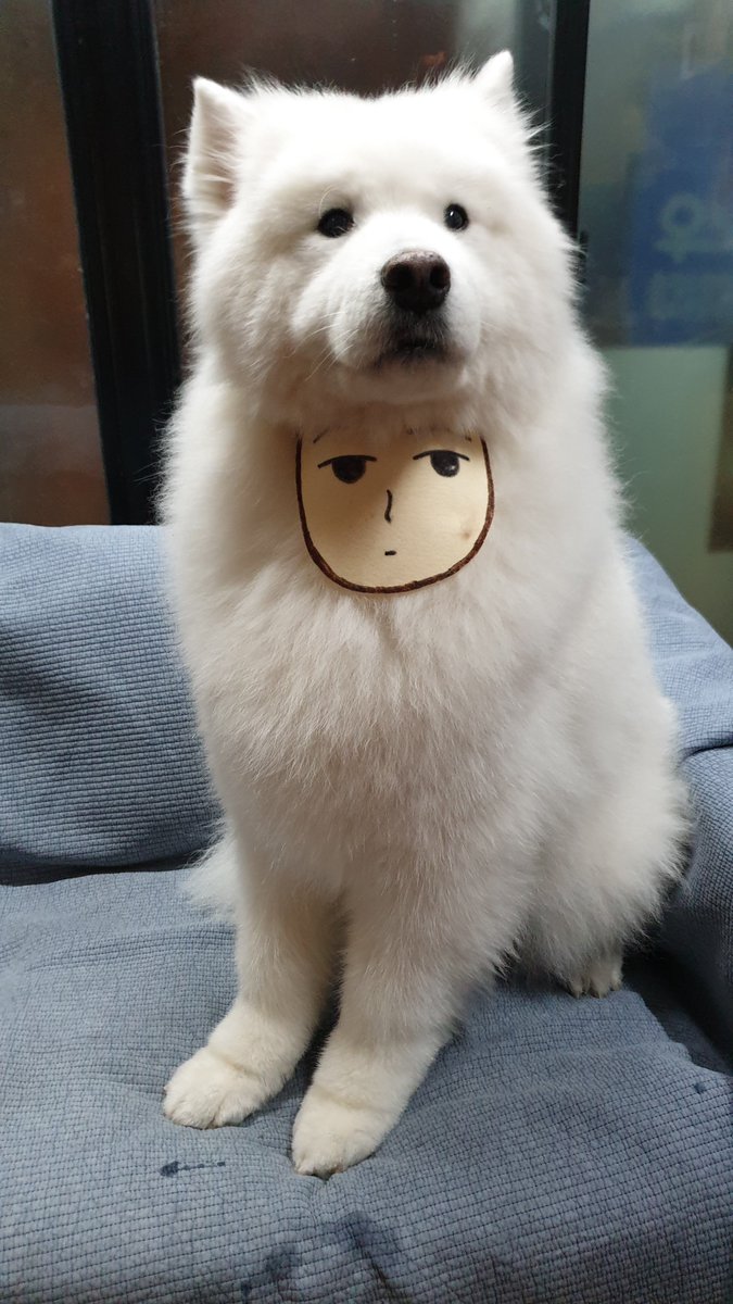 happy halloween! im gonna post all 8 yrs of my halloween costumes w my dog, dubu. bc they make me happy and who knows how long this'll lastthis year: