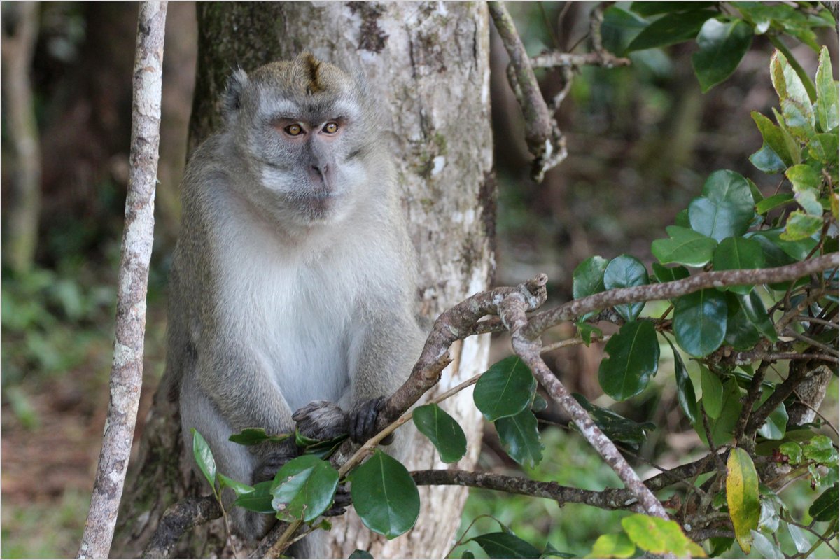 Long-tailed macaque living freely in Mauritius.