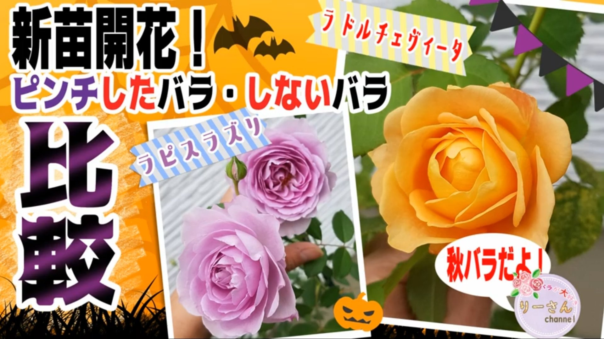 バラが大好きりーさん もうすぐ開花 秋バラ ピンチしたバラとしないバラ 秋の新苗の状態は 動画投稿しました お時間ありましたら是非遊びにきてください T Co Gj35frlxjc バラ 秋バラ 新苗 薔薇 バラ苗 ガーデニング