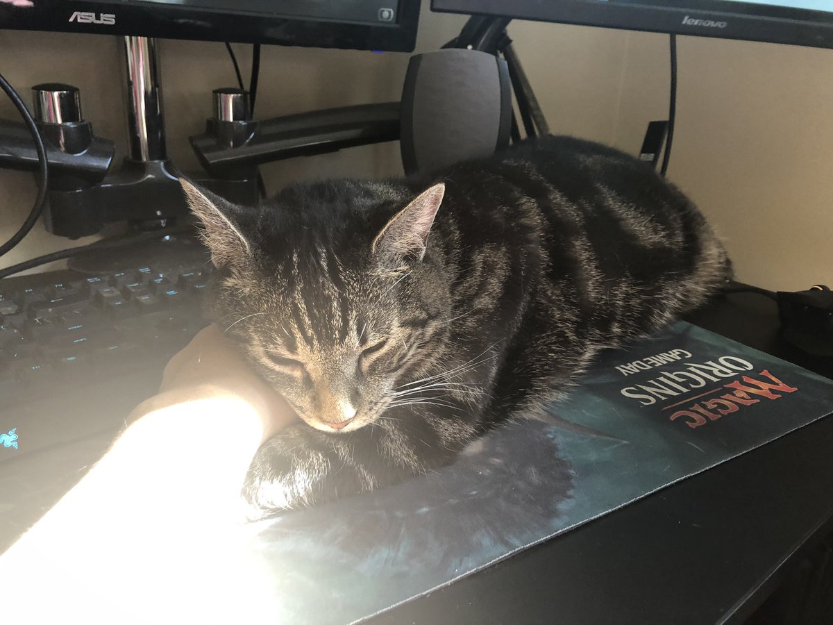 wmwassmann's tweet photo. We are so lucky to have this little guy.  He wouldn’t hurt anything bigger than a German Shepherd <3

#CatsOfTwitter #cattoween #Caturday #cats #kitty https://t.co/A93wxI3KND