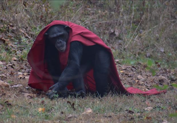 projectchimps's tweet photo. "Oh! grandmother," she said, "what big ears you have!"
"All the better to hear you with, my child," was the reply.
What kind of twist on this classic story would there be if Little Red Riding Hood were played by a chimpanzee? Give us your best line!
#EmmaChimp #HappyHalloween https://t.co/XdykCF5IK5