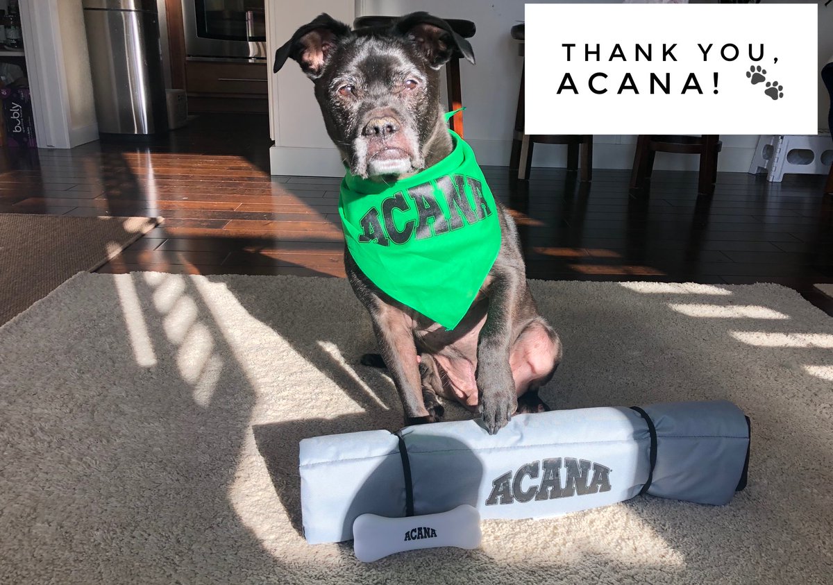 AllPetVoices's tweet photo. Showing off the swag @acanapetfood gifted us yesterday for #NeighborhoodPetStoreMonth! Great to chat with the team &amp; learn more about the brand. #Denver is the last stop - today! At Luke &amp; Company 430 Broadway frm 12-4. #ACANALovesLocal #dogs #cats https://t.co/9VapjndKqE