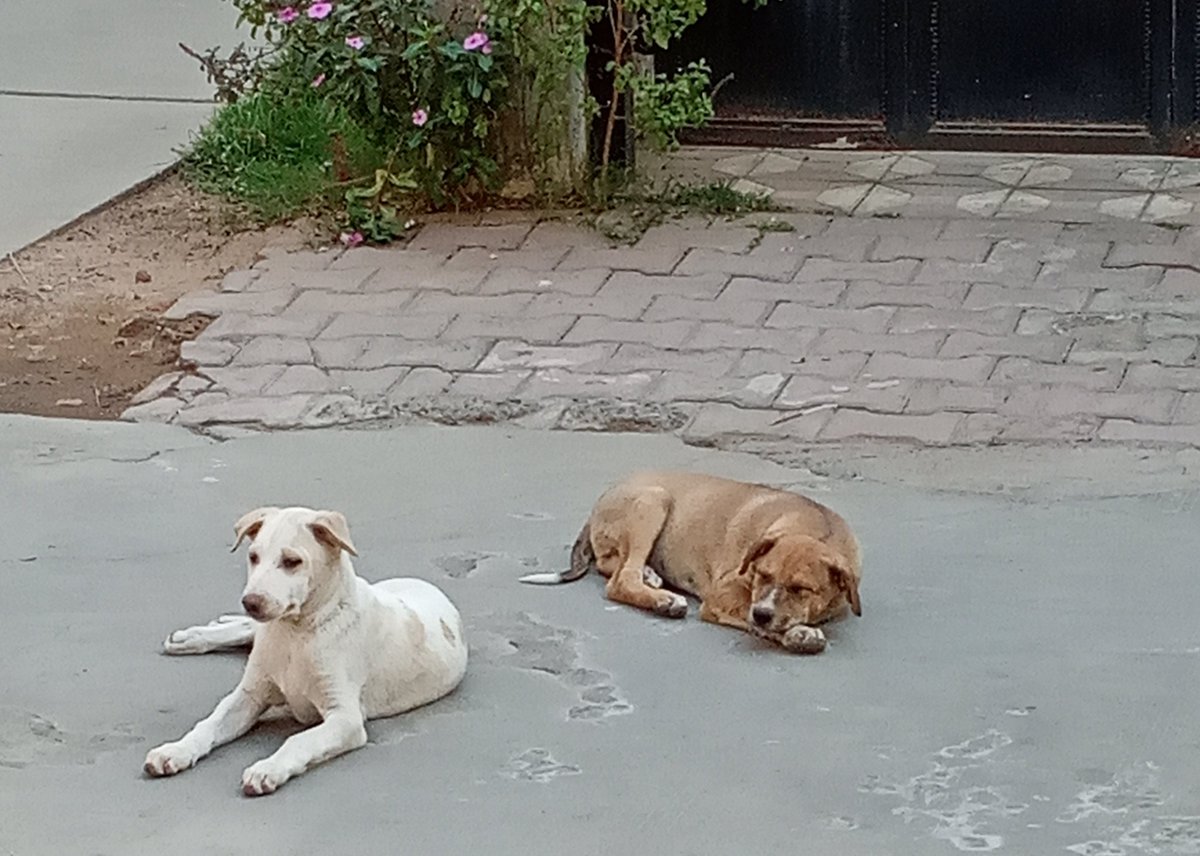 Ni3_Prajapati's tweet image. During lockdown people abandoned street dogs &amp;amp; cats in fear of virus so I made sure they fed well during that time! 
#PortraitsOfPurposeINDIA