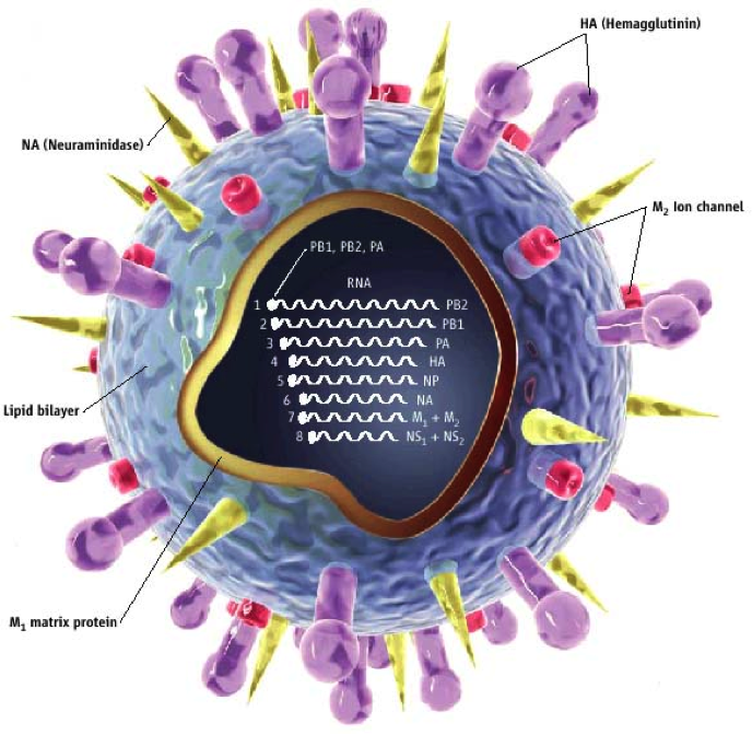 2/11 H5N8 refers to two proteins, haemagglutinin (H) & neuraminidase (N), on the surface of the virus. In birds there are 16 H subtypes, H1 to H16, and 9 N subtypes, N1 to N9. Avian influenza viruses sometimes exchange H & N with each other; for example, H5N1 can change to H5N8.
