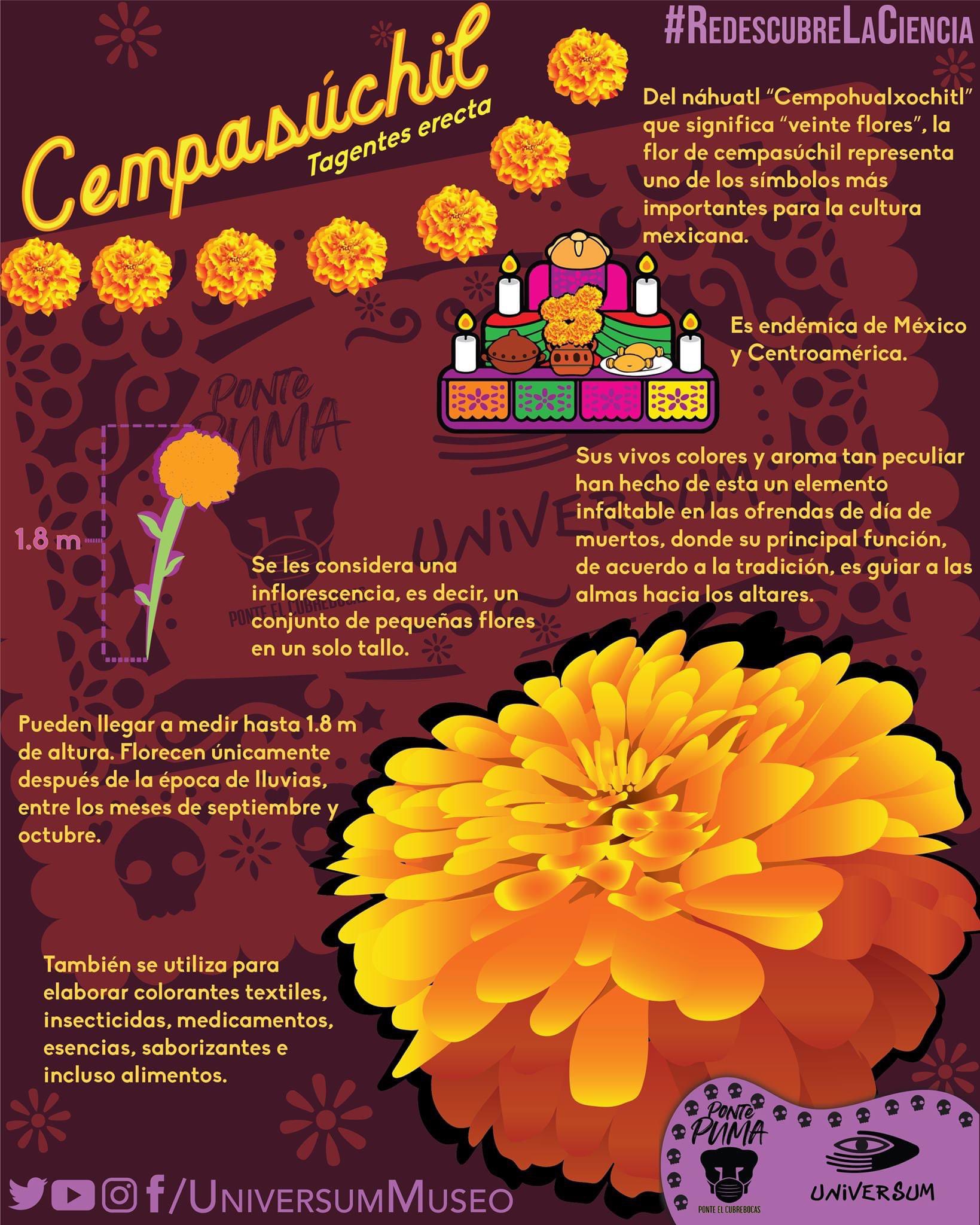Universum Museo na Twitterze: „“Flor de muerte, irradia vida, guía las almas como el sol, sedúcelas con tu perfume, llámalas con tu color. Dirígelas hasta su ofrenda, tu amarillo sea destino. Veinte Universum Museo na Twitterze: „“Flor de muerte, irradia vida, guía las almas como el sol, sedúcelas con tu perfume, llámalas con tu color. Dirígelas hasta su ofrenda, tu amarillo sea destino. Veinte