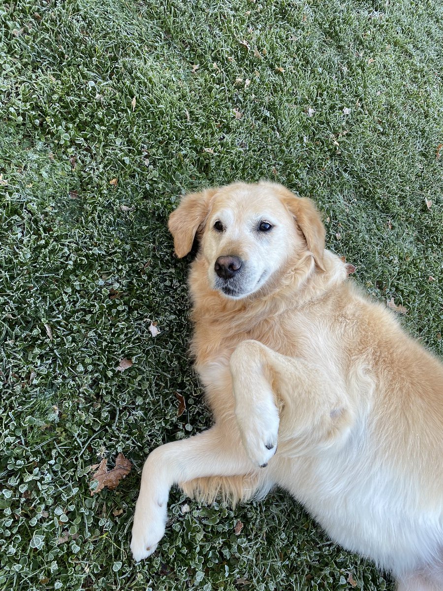 WonderSadie's tweet photo. Two seconds after getting home from the groomers. Decided to roll in the frosty grass to try and get rid of the clean. I got this pretty feather though! #cute #dogsoftwitter #freshdog #princess #zerocares https://t.co/XIRbYVo1Ot