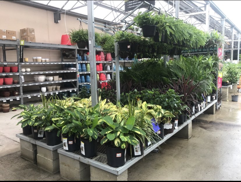 Willycostafarms's tweet photo. 6315 is Ready for some Halloween Plant Sales!! https://t.co/kijeuvqYED